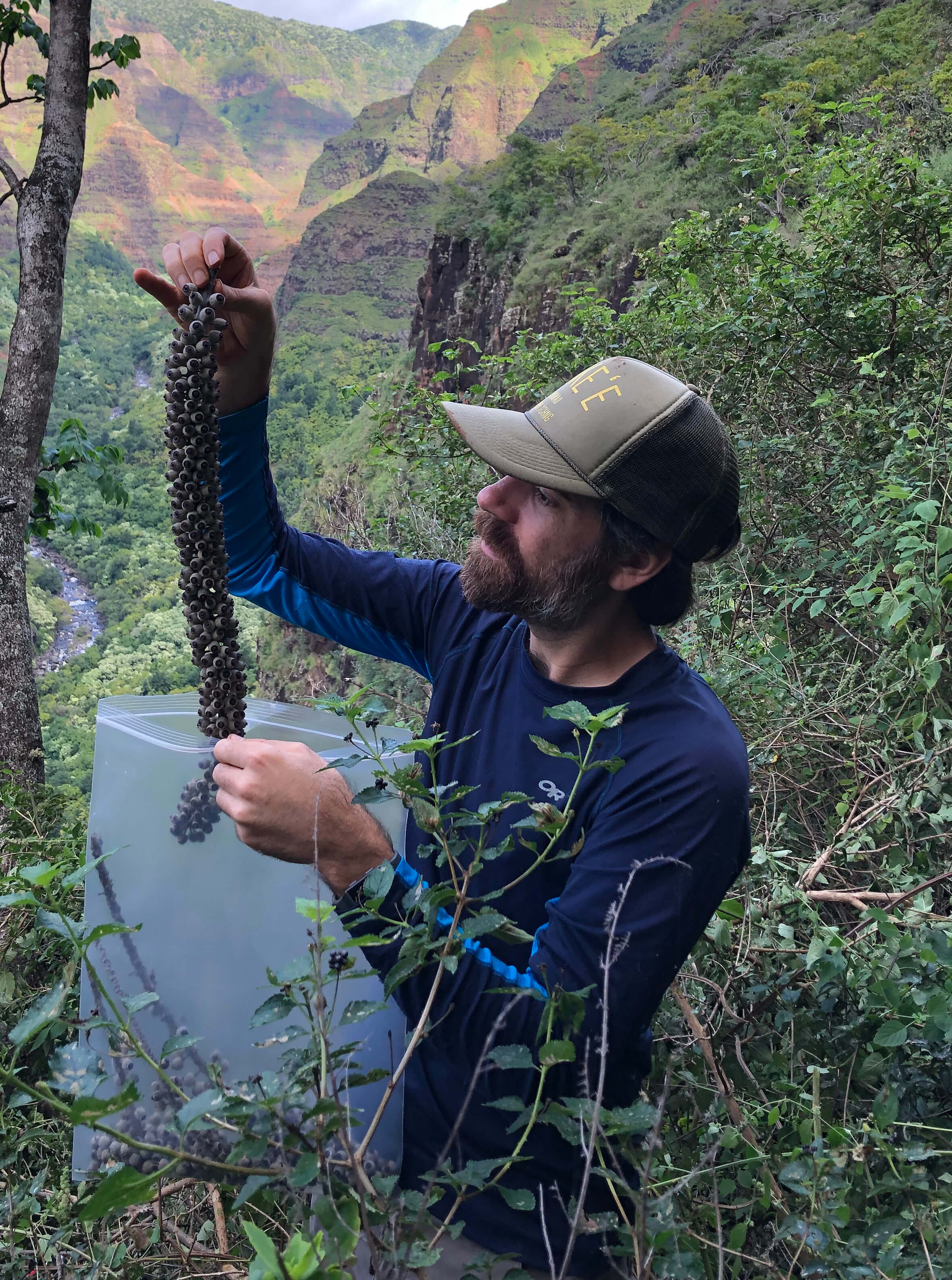 BySeanaWalsh RS64989 Polyscias racemosa Dustin Wolkis Adam Williams The Great Escarpment December 6 2019 (30)