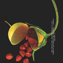 WS Save the date (7)